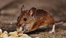 24 Hour & Emergency Exterminators in Capitol Heights, MD